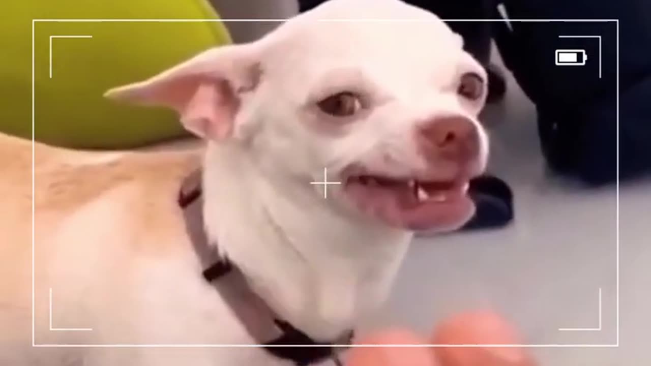 Don't mess with Chihuahua 😈 #shorts Funny TIKTOK Dog Videos