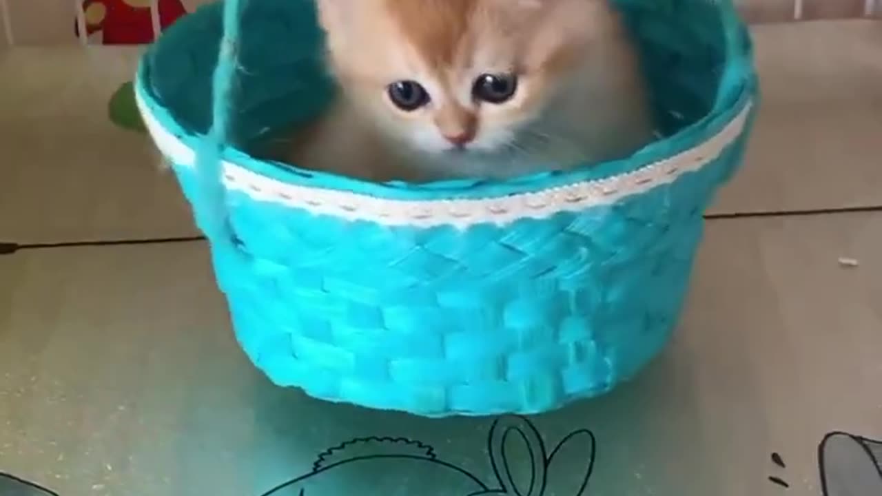 Cute Cat Video