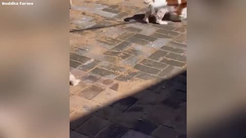cavalier king charles spaniel - Free dog adoption 🔥🔥