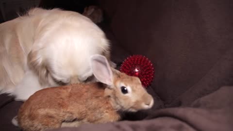 The dog brought the ball to his best friend rabbit so that they play together