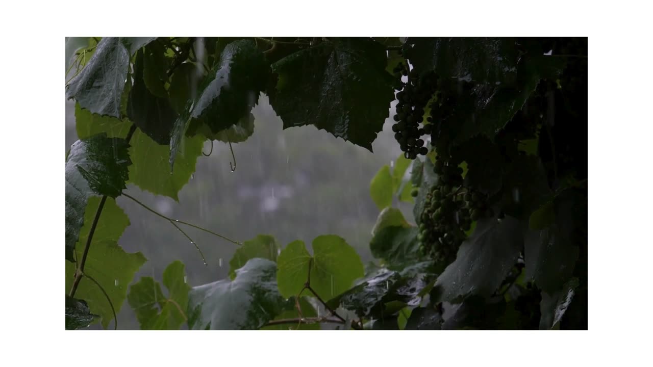 The sound of rain for relaxation and calm