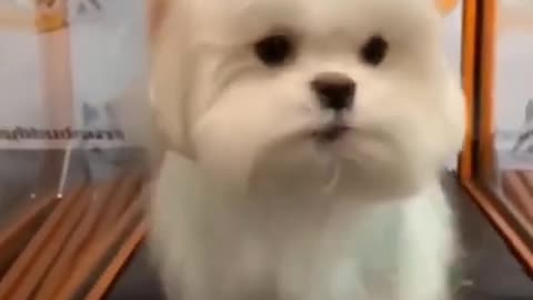 Super Cute Dog! Cute and Funny Dog Video