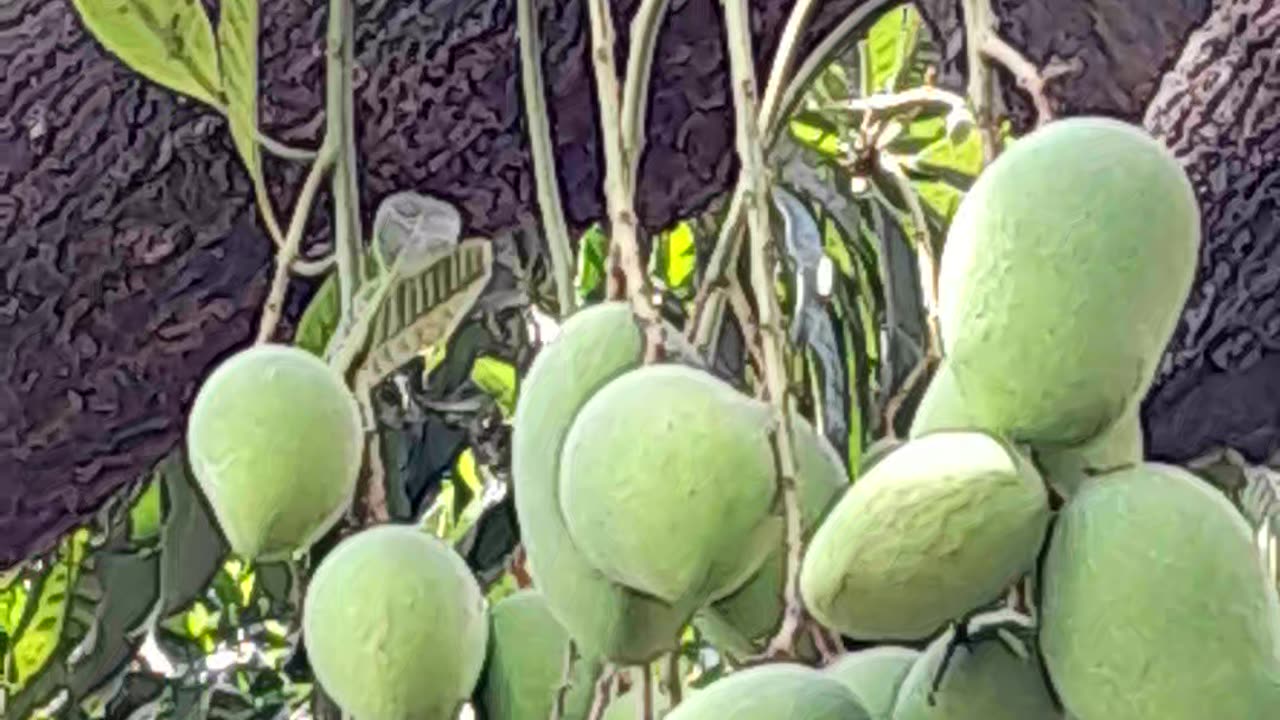 The mango is on the tree