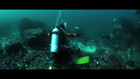 Diving Seal Underwater Animals Scuba Diving