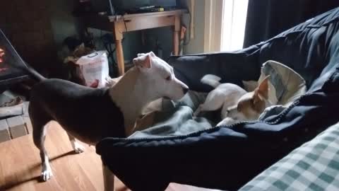 Lonely Pit makes new BFF