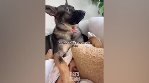 CLUMSY DOG VIDEOS