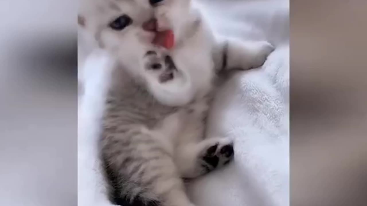 Cat funny video 😂😂😂