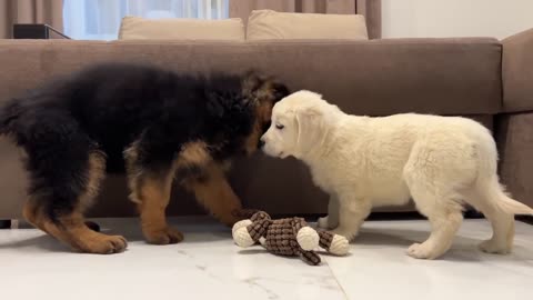 German Shepherd Puppy Meets Golden Retriever Puppy for the First Time!