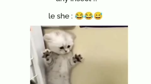 look little cats are scared like girls 🤣🤣🤣