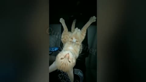 BEST funny cat videos, funny dog videos, 007. BEST FUNNY ANIMALS. #cat #dog #fun videos