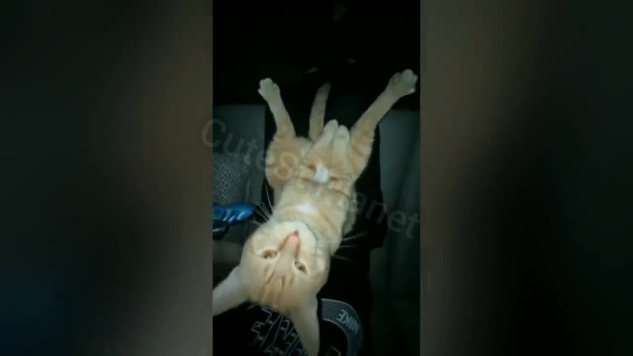 BEST funny cat videos, funny dog videos, 007. BEST FUNNY ANIMALS. #cat #dog #fun videos