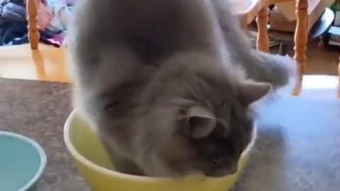 Watch a cute and adorable video of sand sculpture, taste Baiwei Life 11