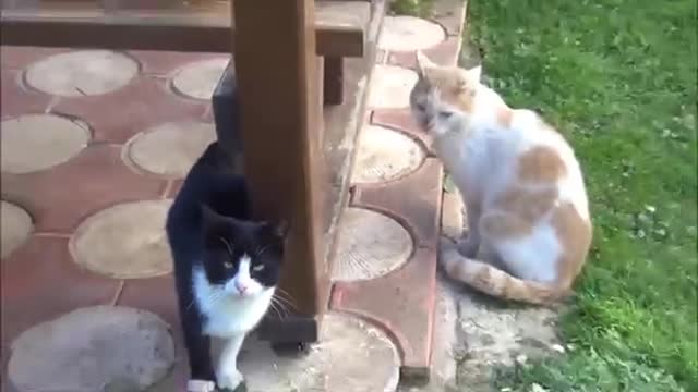 Cat’s in love