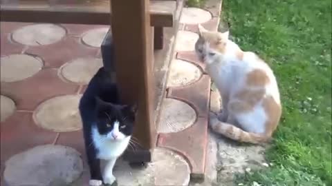 Cat’s in love