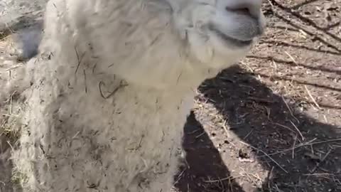 My besties alpaca