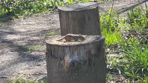 We look after our chipmunks at James Gardens