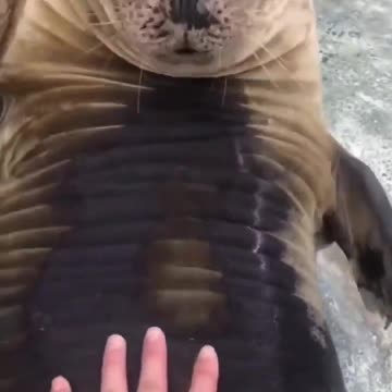 Funny Dogs, Cats and Animals Videos TRY Not to Laugh! # 32!