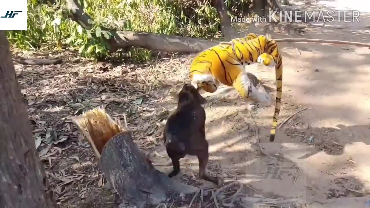 Fake tiger prank with dog (Part-1)