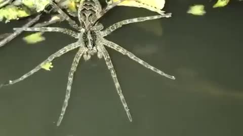 Spider fishing