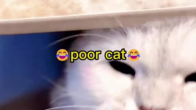 poor cat
