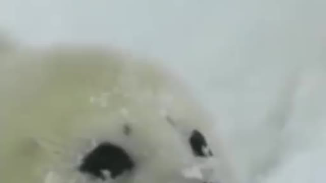 Cute dog seeing snow for the first time