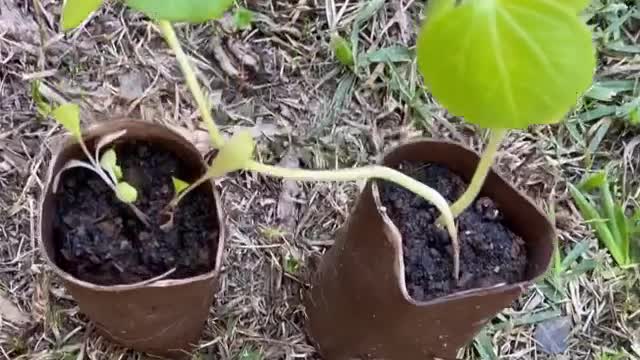 Tip for reusing toilet paper rolls