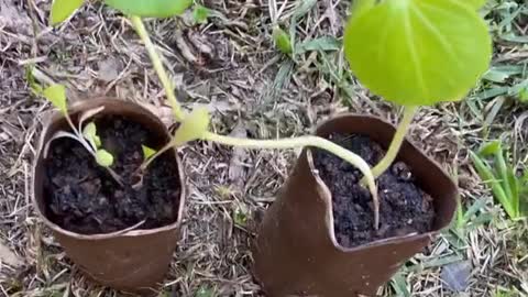 Tip for reusing toilet paper rolls