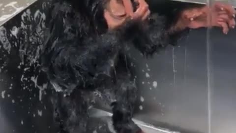 funny monkey at the sink