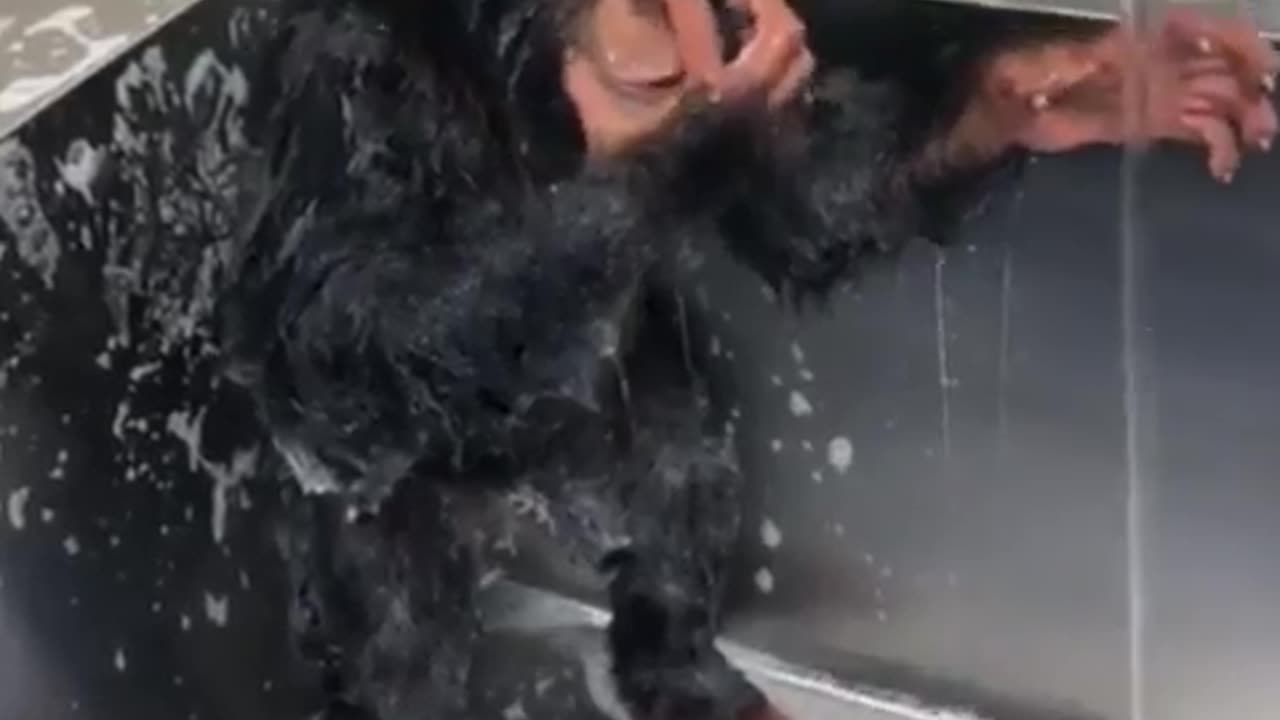 funny monkey at the sink