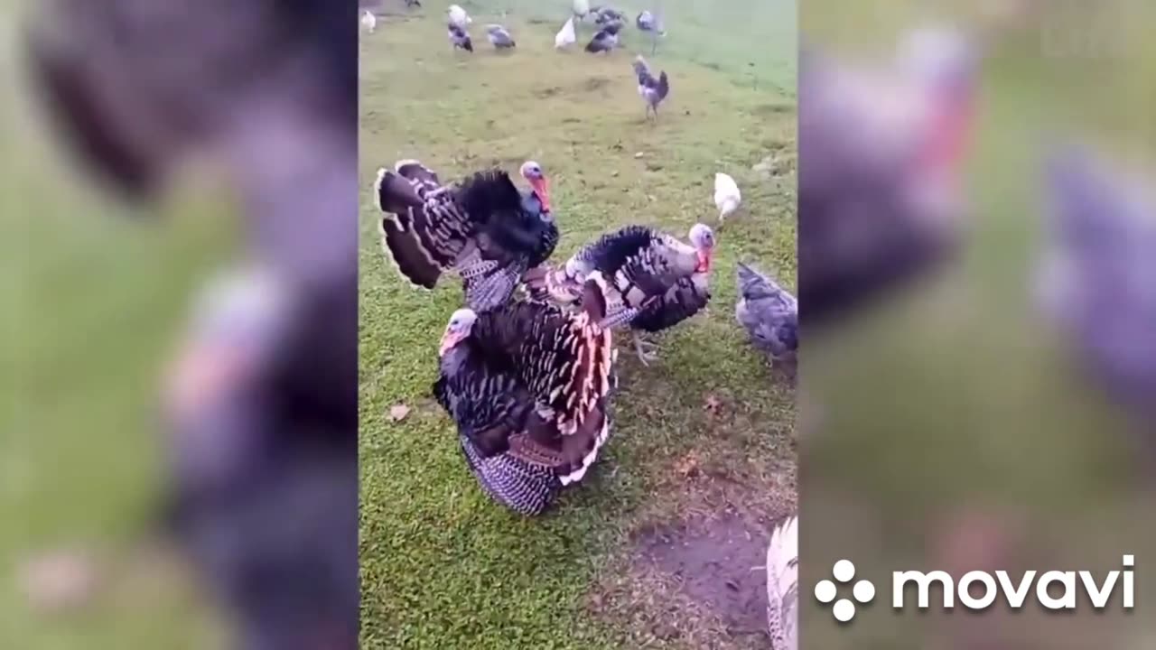 Animal funny video