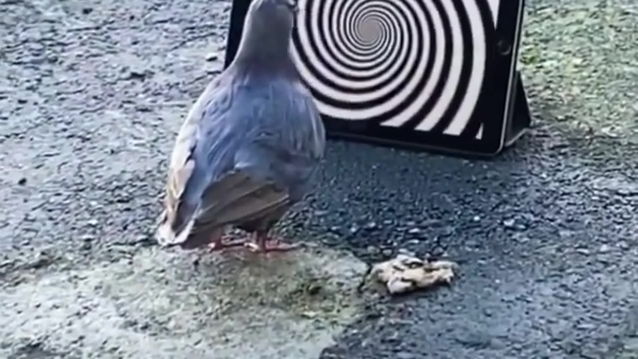 Pigeon Getting Hypnotized