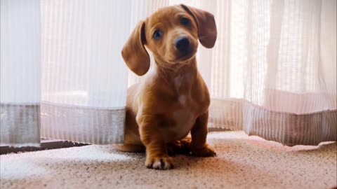 Dog playing alone so cute