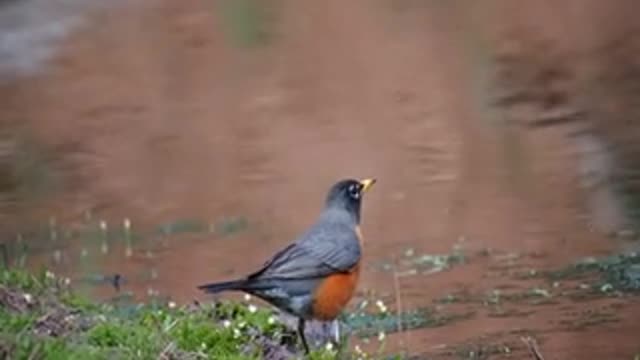 bird small animal feathers river