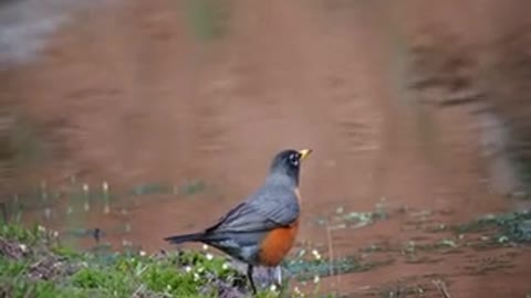 bird small animal feathers river