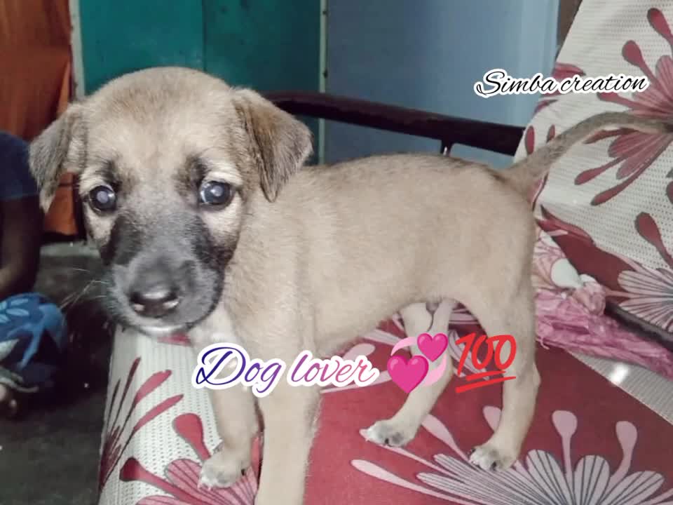 enthan nanibiye nanbiye 💕💯my simba🐶🎉 dedicated to all dog lover 👍 please support my chennal