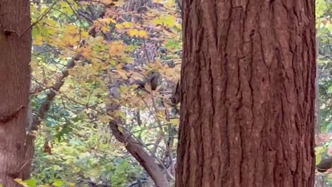 Nuthatch aka upside down bird