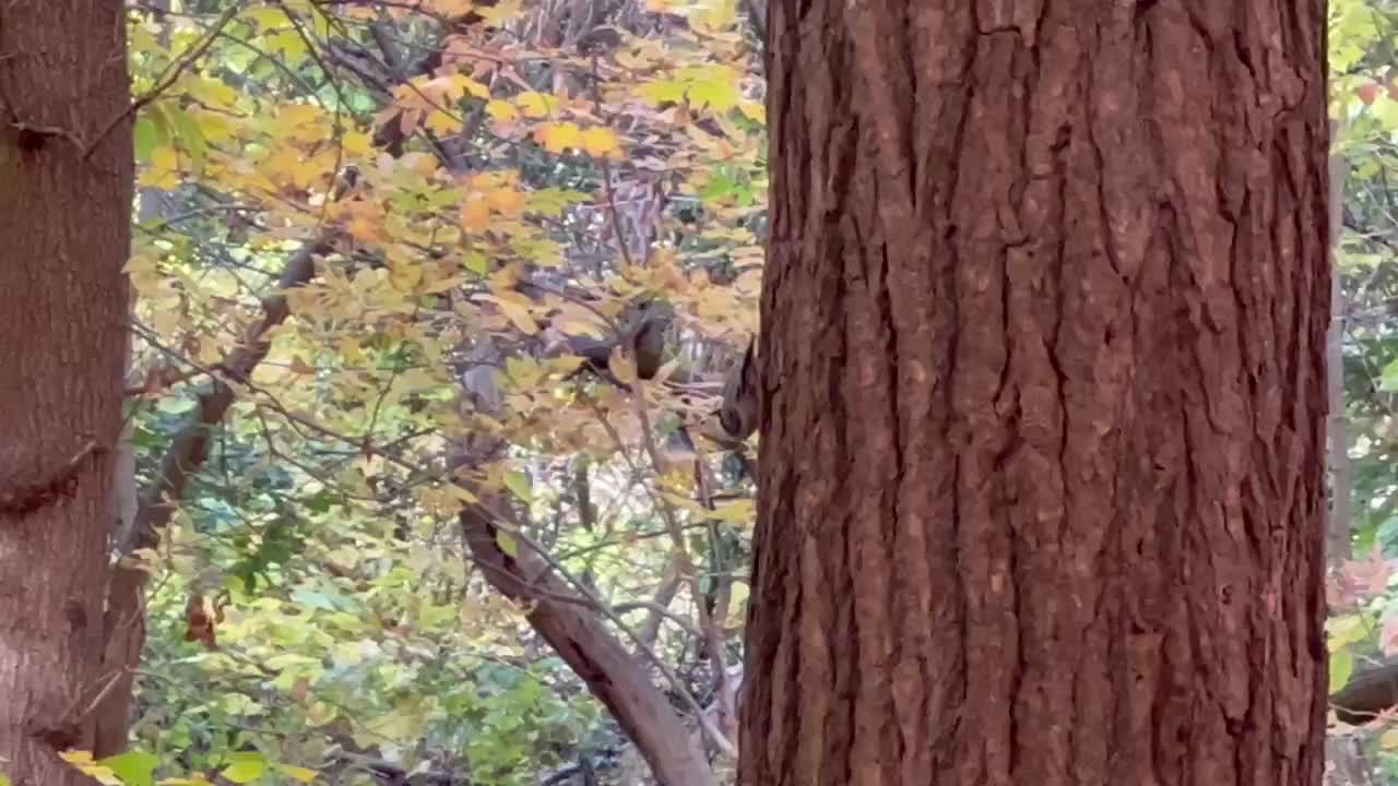 Nuthatch aka upside down bird