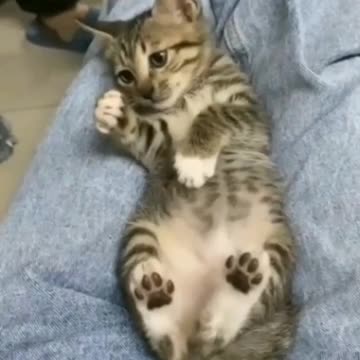 Baby Cat, Doesn't Like To Be Poked - TikTok Cats (Funny Animals #343)