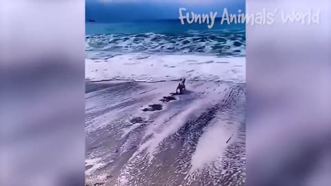 Funniest Cat And Dogs 😂 Funny Animal Videos