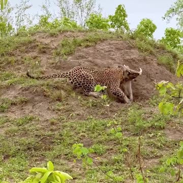 Leopard Finds Out Warthog's True Strength (Watch Full Video Above)