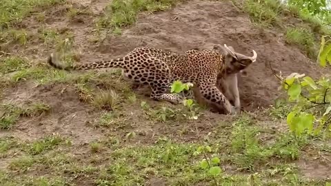 Leopard Finds Out Warthog's True Strength (Watch Full Video Above)