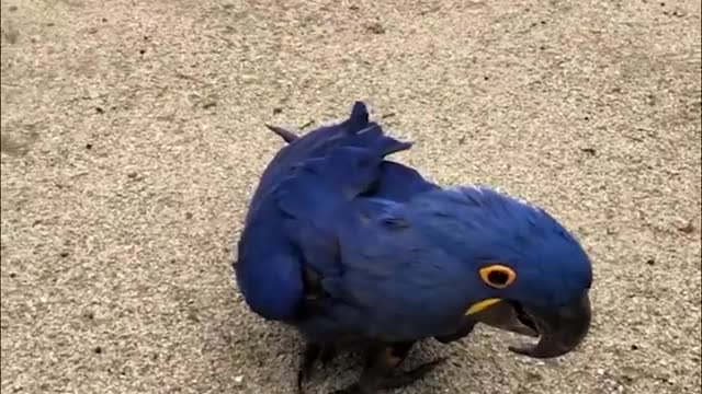 Smart And Funny Parrots Parrot Talking Videos Compilation 2 Super Dogsp6