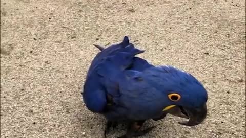 Smart And Funny Parrots Parrot Talking Videos Compilation 2 Super Dogsp6