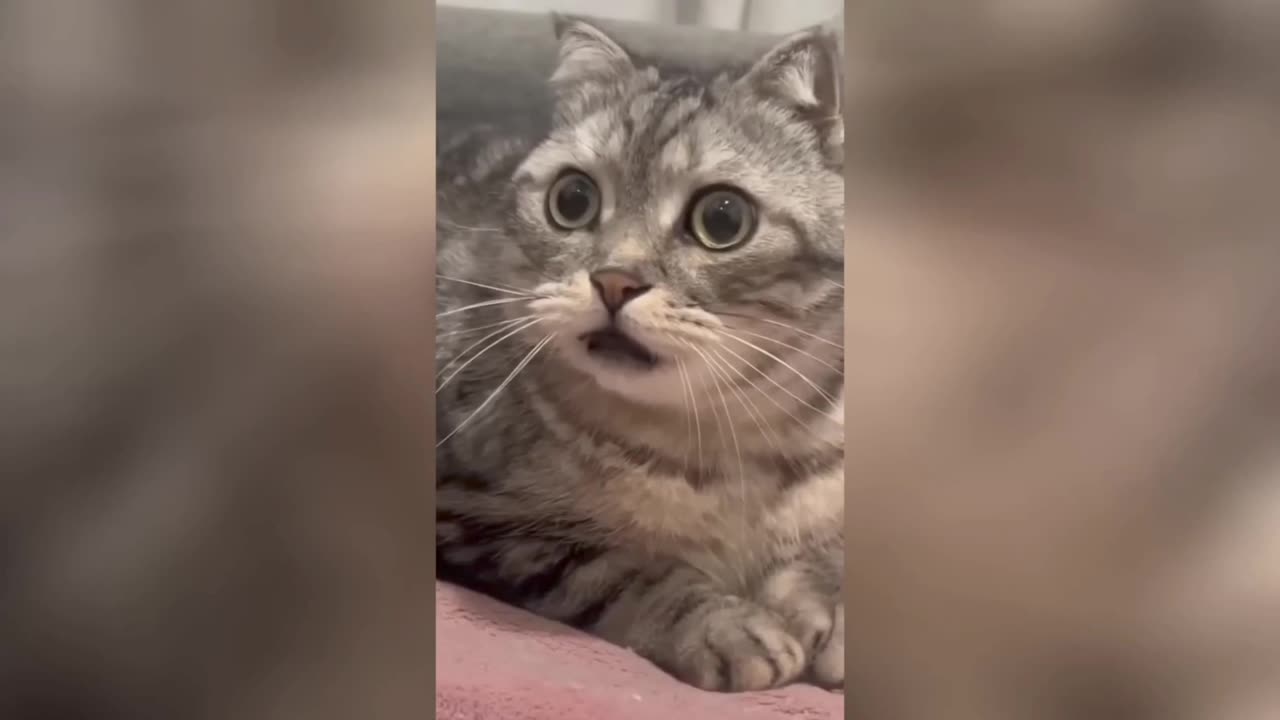 Try not to laugh challenge 😂😆🤣 (Be honest)