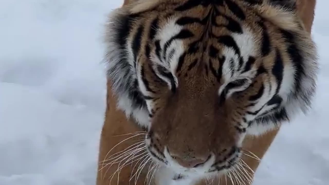 The Most Beautiful Tiger With A Death Stare