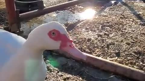 Ark of Grace....WELCOME TO THE SANCTUARY: SALVADOR THE PEACOCK & SIMEON THE RABBIT!