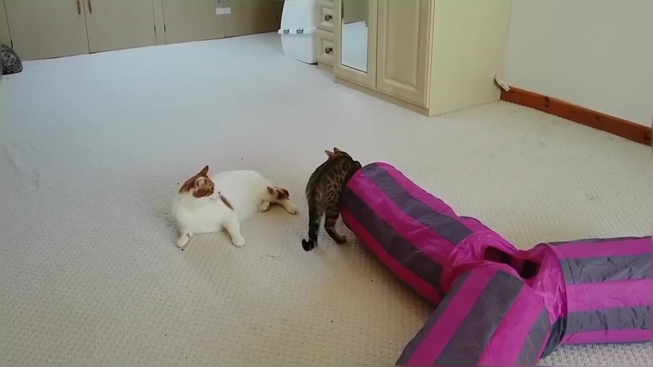 Bengal Kittens Vs Older Cats