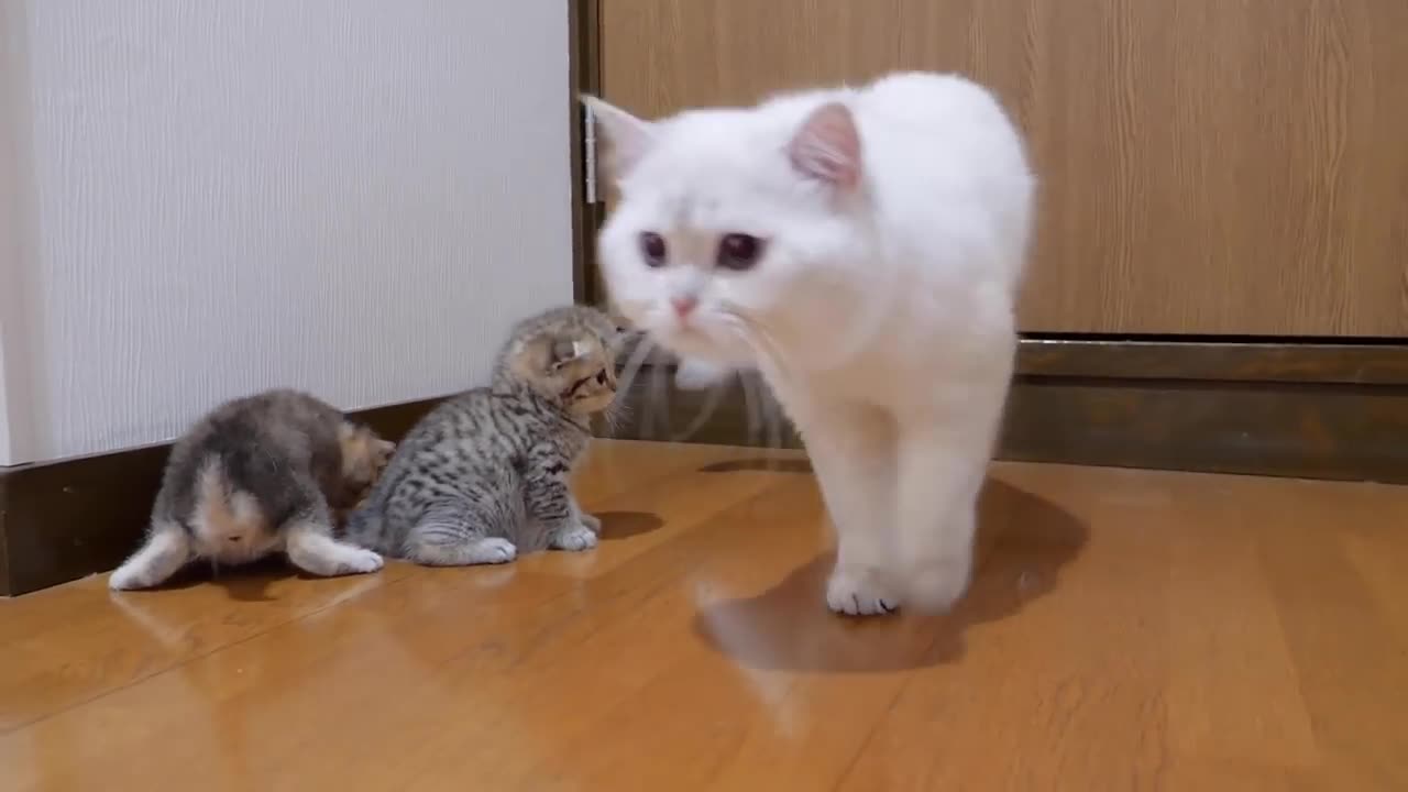 The kitten approaching the daddy cat to play with him was so cute.