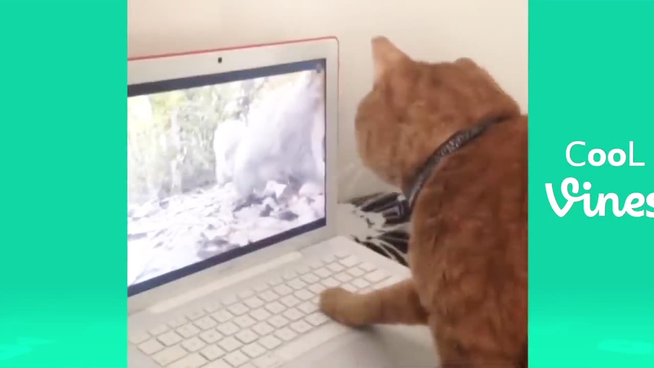 Funny Animal Videos