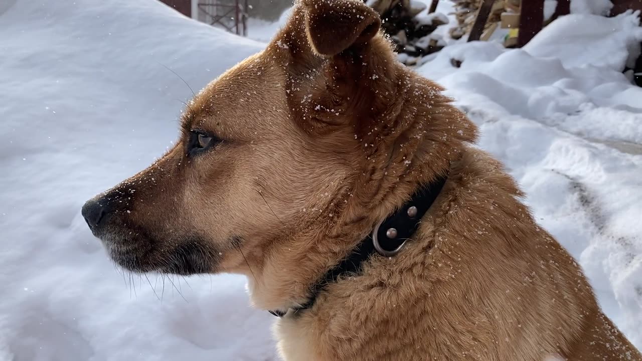 Beautiful dog in India 🐕🐕🐕🐕🐕🐕🐕